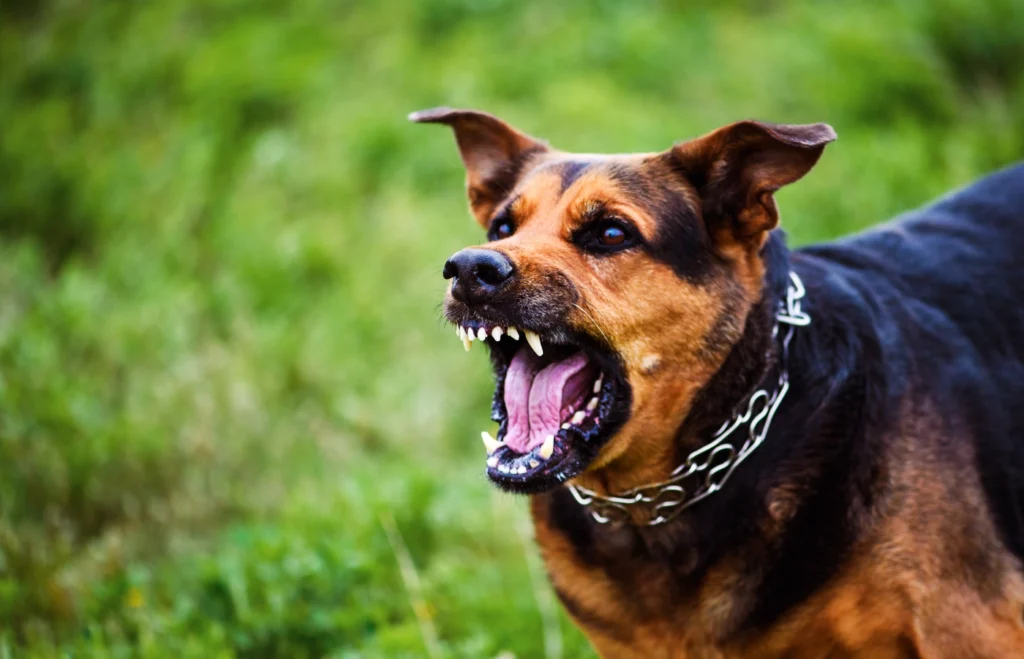 an angry dog with its mouth open